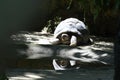 A Dark Grey Giant Tortoise Resting Basking Under The Sun
