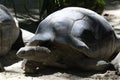 A dark grey Giant Tortoise resting basking under the sun