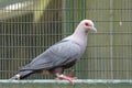 A Diamond Dove pigeon standing on the top of a ledge with the fenced gate in the backdrop