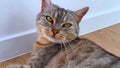 A docile calm home pet tabby cat looking at the camera