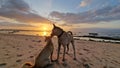 Photo taken when dogs were playing on the beach at sunset