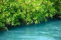 The edge of a lake river flanked by water floating plants and bushes