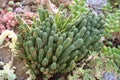 Euphorbia mammillaris L or Euphorbiaceae or Cockscrew cactus plant