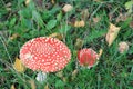 Fall mushrooms during in different collors