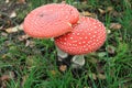 Fall mushrooms during in different collors