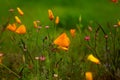 California Poppies amidst other beautiful Wildflowers in Nature