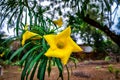 Close up image of a flower with blurred background