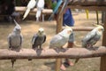 Four little light colored parrots perched on a branch in a row