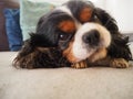 The reward of a Cavalier King Charles inside an apartment