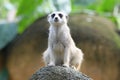 A photo taken on the front facing view of a Meerkat