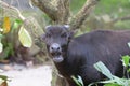 Front view of a black goat munching at some leaves