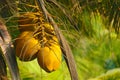 Young coconut yellow fruits that grow on the palm. On a green ba