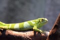 A green Fiji Banded Iguana lizard resting on a tree twig