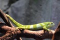 A green Fiji Banded Iguana lizard resting on a tree twig