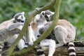 A group of four Ringed-tail Lemurs perched on top of a tree branches