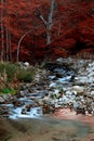 Smooth milky river with red trees over it in our beautiful national park.