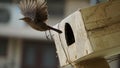 Black bird flying from the nest