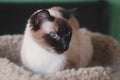 Beautiful, Young Siamese Female Cat, Lounging on Pet Bed