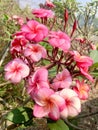 Red flowers