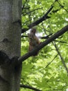 A squirrel on the branch