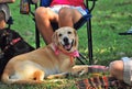 A Labrador dog sitting together with its family members and owners