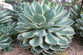 A large cluster of green cactus like plant Agave Parryi Engelm, Asparagaceae, Parrys Agave. Royalty Free Stock Photo
