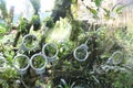 Magnifying glasses for visitors to view the plants in detail within Cloud Forest Gardens by the Bay Singapore