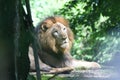 A male lion looking into at the camera in a lazy afternoon in the wild Royalty Free Stock Photo