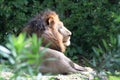 A male lion sitting down resting on the ground in a lazy afternoon in the wild Royalty Free Stock Photo