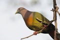 A male pink necked pigeon dove resting on a branch twig of a tree