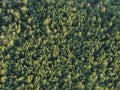Aerial photo of fir forest in Sweden.