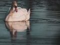 A photo of swan swimming on the lake