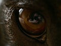 A macro photo of a dog\'s eye, with the image of the photographer reflected