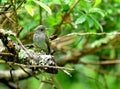 Bird is waiting for mate in a green forest munnar