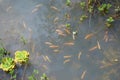 A murky pond filled with small gold colored fishes and some water plants