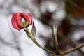 Photo taken in Newport News, Virginia of Dogwood Tree Bloom.