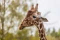 Close up of a giraffe head against blurred background. Royalty Free Stock Photo