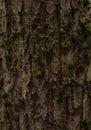 Photo taken of an old tree trunk in a forest slightly covered with moss. A close-up of the bark of a tree overgrown with Royalty Free Stock Photo