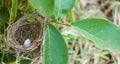 Close up shot of a nest found on a tree in the forest with an egg in it. Royalty Free Stock Photo