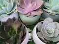 Group of Potted Succulents