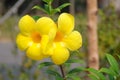 The Golden Trumpet yellow flowers growing in the wild Royalty Free Stock Photo