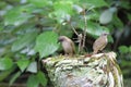 A pair of Grey-bellied Cuckoo birds perched on a chopped tree trunk