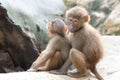 A pair of Hamadryas Baboon Juveniles cuddling together