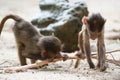 A pair of Hamadryas Baboon Juveniles in the wild Royalty Free Stock Photo