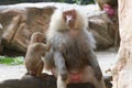 A pair of Hamadryas Baboon Juveniles in the wild Royalty Free Stock Photo