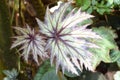 A couple of painted Leaf Begonia growing in the wild