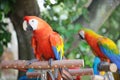 A photo taken on a pair of red scarlet macaws at a park Royalty Free Stock Photo