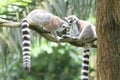 A pair of Ringed-tail Lemur perched on top of a tree branches