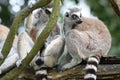 A pair of Ringed-tail Lemurs perched on top of a tree branches