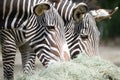 A photo taken on a pair of Zebras grazing grass in the wild